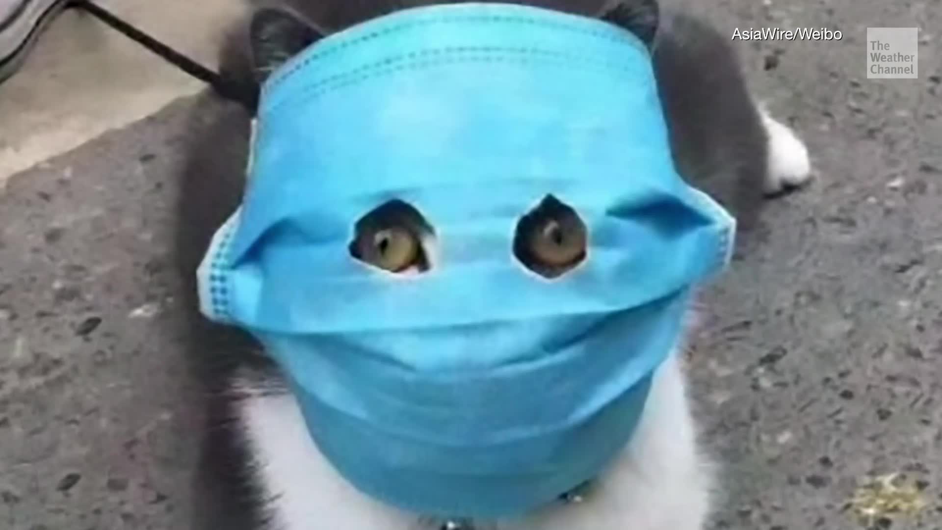 1582102044599_Katzen_Masken.jpg