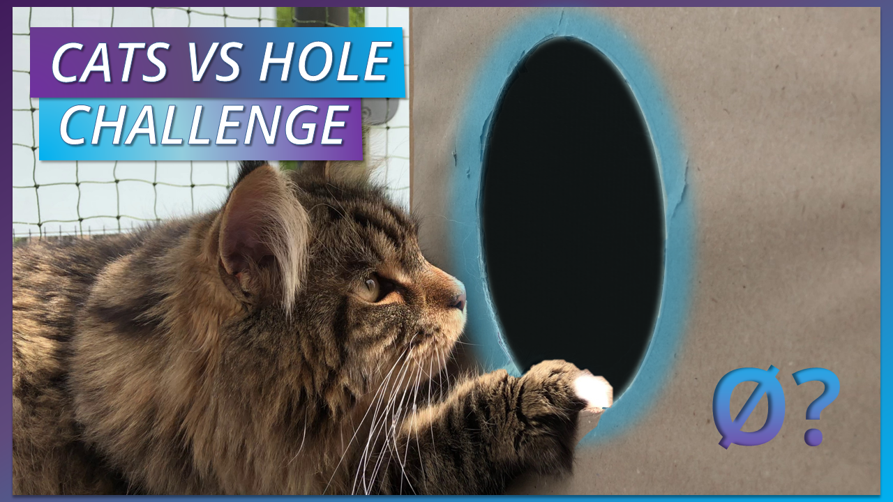 CATS VS HOLE.png