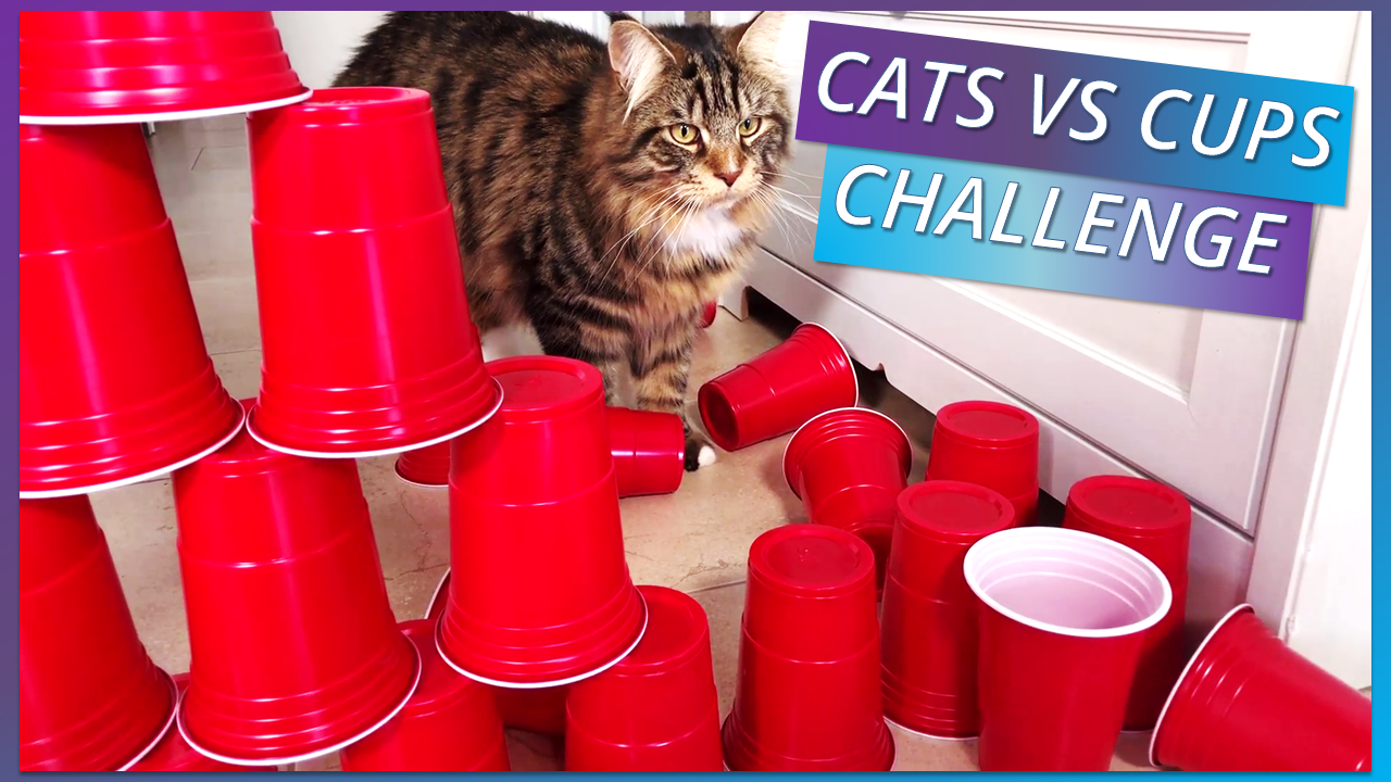 CATSVSCUPS.png