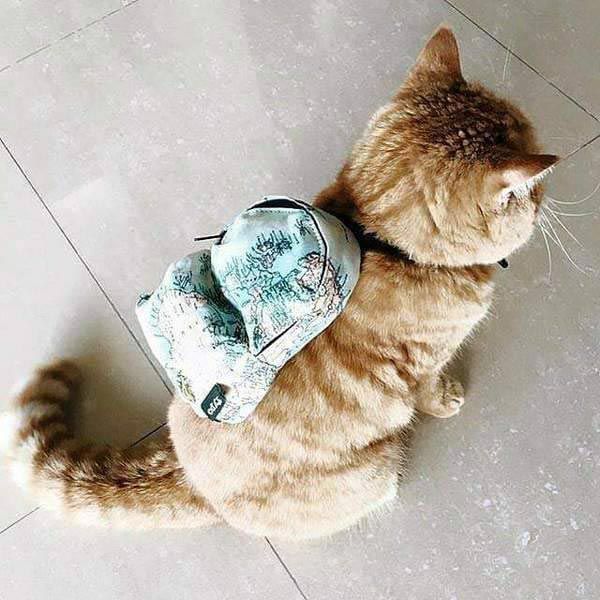 Katze mit Rucksack.jpg