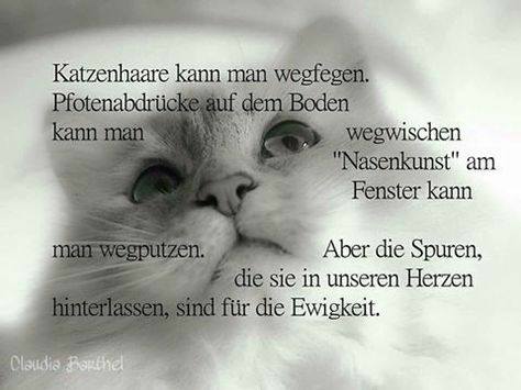 Katzen Trauer.jpg