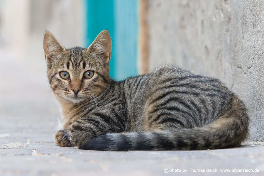 sitzende-katze.jpg