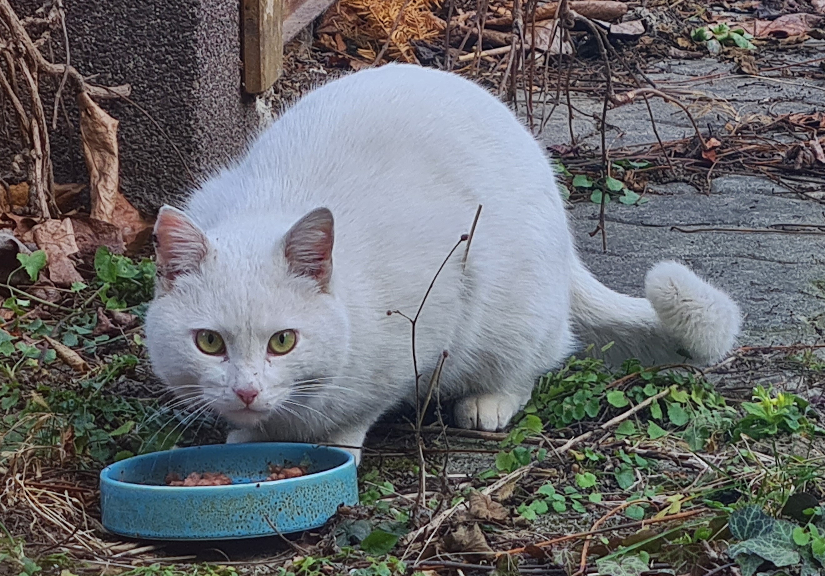 weißer kater.jpg