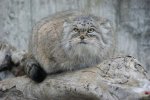 Manul_aus_Wikipedia.jpg