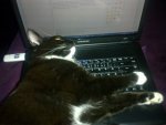 hemmy und (sein) Laptop.jpg