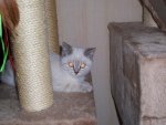 katze18.02.11 006.jpg