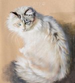 Maincoon-wildcat-pasteldrawing-katzportraits.jpg