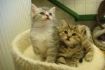 Katze SilverTabby + Kater BrownTabby.jpg