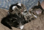 Katzenbabys_4_10_08.jpg