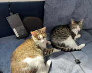 Katzen auf Couch.PNG