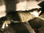 katzen 05.02.12 002.jpg