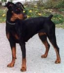 Pinscher.jpg