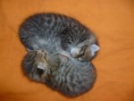 Katzenbabys-10.Tag.jpg