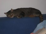 Unser Kater 011.jpg