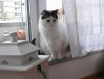 Katzen, neue Wohnung 2012 054.JPG