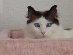 Katzen, neue Wohnung 2012 080.jpg