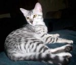 white-savannah-cats-4.jpg