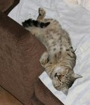 2014-09-01_Tigger_Sofa2KD.jpg